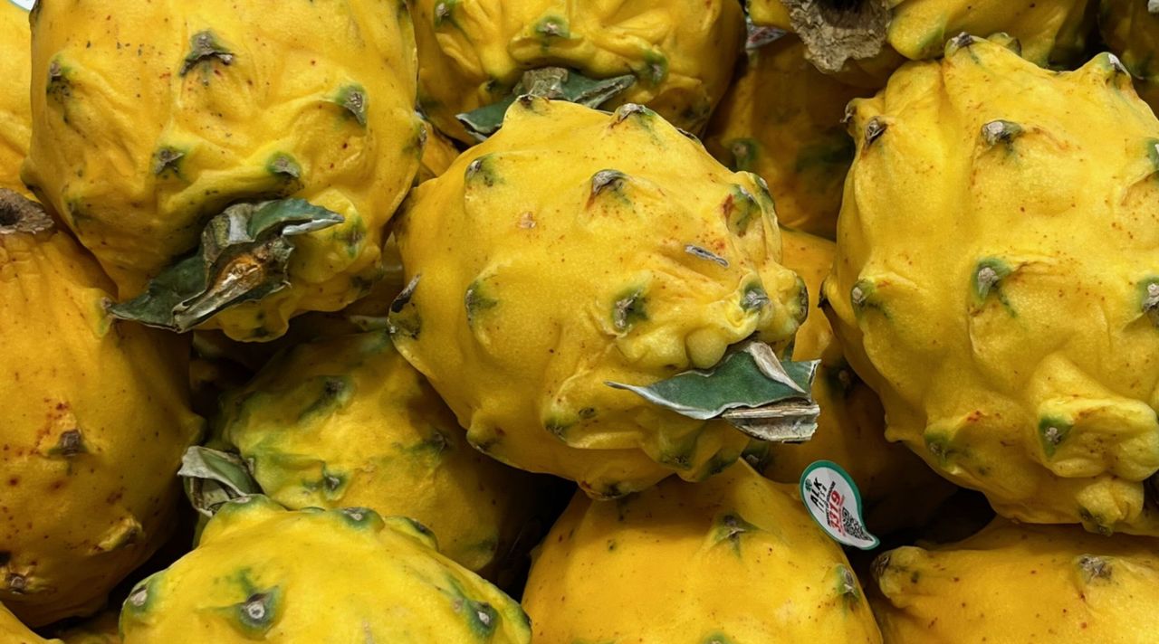 Fresh vibrant yellow Palora dragon fruit (pitahaya) close-up